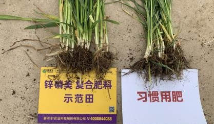 根系对比.jpg
