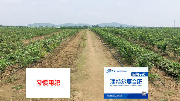 整体长势对比_副本.jpg