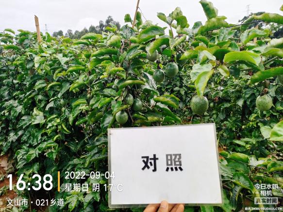 对照田整体长势.jpg