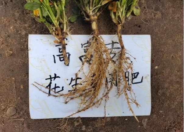 6月28日示范田花生根系.jpg